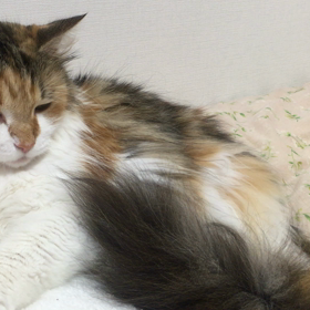 小さく隠れたつもり？の画像