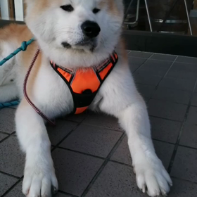 今朝は久しぶりに散歩途中ゴールデンに出くわす❗悪い予感。的中ゴールデンはおとなしいですがの画像