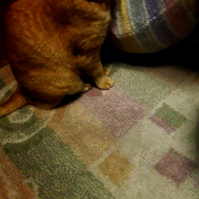 武蔵トントンの画像