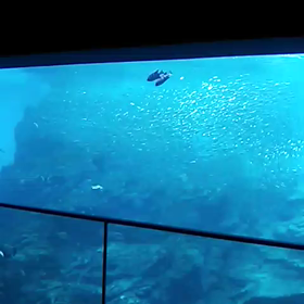 仙台うみの杜水族館　イワシのショーの画像