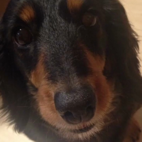 大好きなチュチュ いままでありがとうの画像