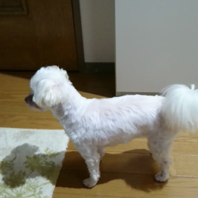 これがぷんちゃんの日課です‼の画像