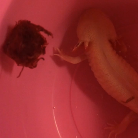 今夜19時からは...SHIZ♪の画像