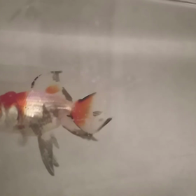 パウパウ。の画像