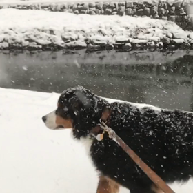 シーズン初の雪を堪能の画像
