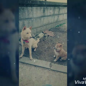 最近動画編集がヤバいの画像