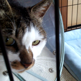 今日のにゃー太の画像