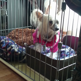 鼻鳴き上手の画像