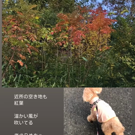 めちゃ早いです。の画像