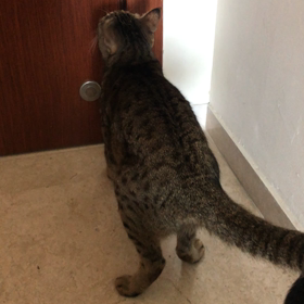 お外に出たいぶんちゃんの画像