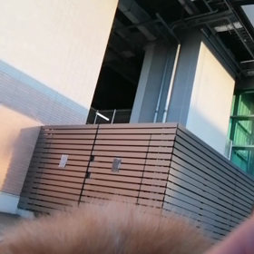 雨があがって気持ちの良い朝＼(^o^)／しかもいつもより少し早めに散歩出発。時間の余裕がある分更の画像