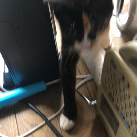 懐かないの画像