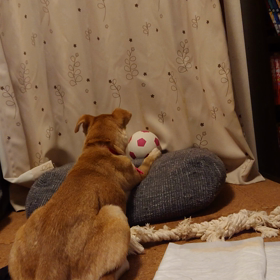 灯 荒ぶるの画像