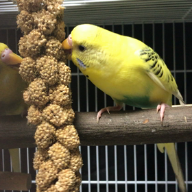 お食事中の画像