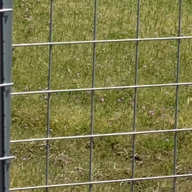 ドライブ中にキジ発見多発の画像