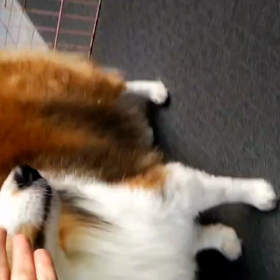 扉を自分で開けたの画像