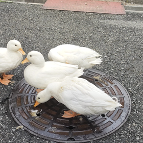 暖かくなってきたからの画像