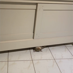 ビデオ投稿出来るかな？の画像