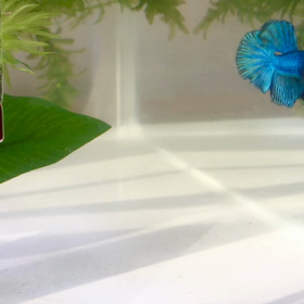 キラ君の泡巣作りの画像