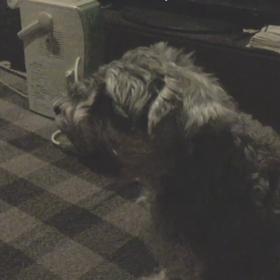 アレルギー反応かなの画像