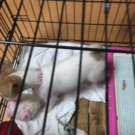 ベル君の観察日記～橘の変化～の画像