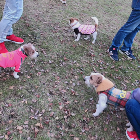 秋の気まうじゃ④の画像