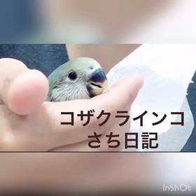 コザクラインコ日記「モテるインコになるわ」の画像