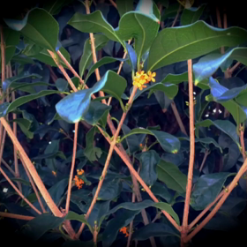 秋へ。。。の画像