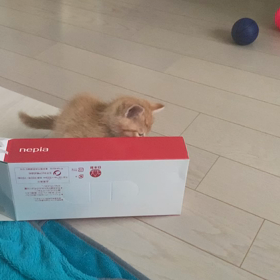 ( ; _ ; )/~~~の画像