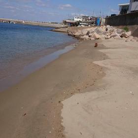チャチャ丸と海岸に散歩の画像