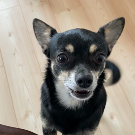 おしゃべりミレちゃんの画像