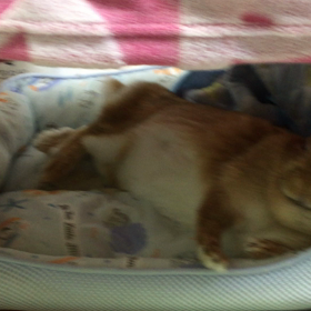 今日も爆睡中の画像