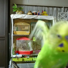 手のり✨ぴーちゃんの画像