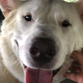 自分ってすごい可愛いいと思ってる犬の画像