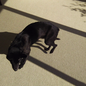 犬のお話の画像