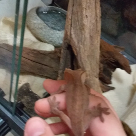 クレスライフ 大体２ヶ月の画像