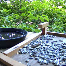 すぎぴたんの事件簿シーズン２　２８４話（水浴びヤマガラ子２）の画像