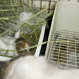 お腹いっぱい。。の画像