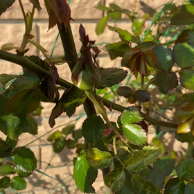 ピエールドゥロンサールの画像