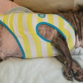 豪快なイビキの画像