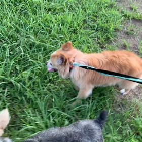 8月4日15わんこと1時間遠足  代々木公園の画像