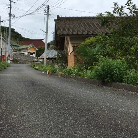 猫らしい猫。の画像