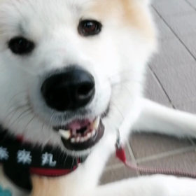 ソウル、ハロウィンで149名の死者を出す大事故のニュースを聞きながらの朝散歩。未来丸はマイペースの画像