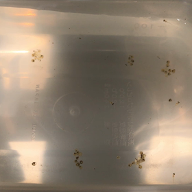 メダカの赤ちゃんの画像