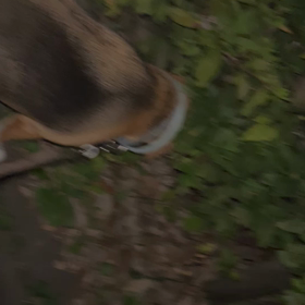 エレクトリカルパレードの画像