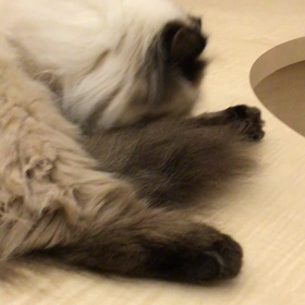 毛づくろいの画像