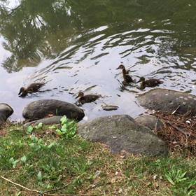 今日のマガモの親子♡の画像
