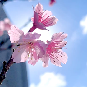 囁かれたさぁ^_^の画像