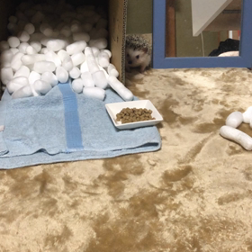 ビビりトゲトゲ wの画像