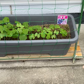 アサガオ&ヒマワリの画像